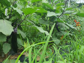 경주농장님의 기타작물 · 영농일지 작성글 사진