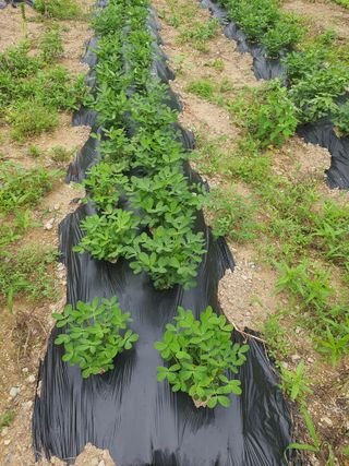 경주농장님의 기타작물 · 영농일지 작성글 사진