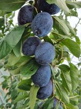 팜모닝 자두·영농일지 게시글 이미지