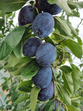 팜모닝회원,이중희 님의 작성글 사진