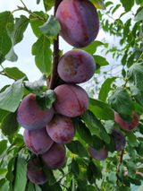 팜모닝회원,이중희 님의 작성글 사진