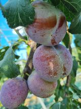 팜모닝회원,이중희 님의 작성글 사진