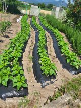 팜모닝 🎉상반기 결산 자랑하기·참여글 게시글 이미지