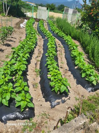철종님의 🎉상반기 결산 자랑하기 · 참여글 작성글 사진