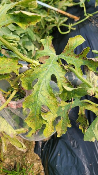 강철구님의 기타작물 · 병해충상담 작성글 사진