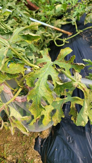 강철구님의 기타작물 · 병해충상담 작성글 사진