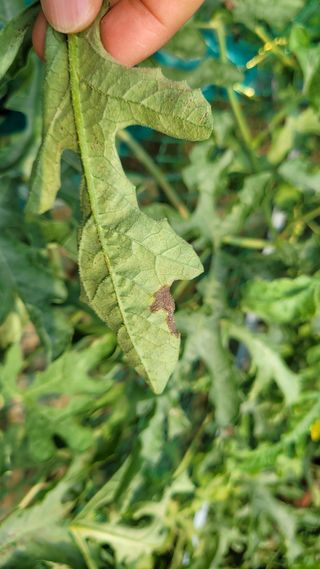 강철구님의 기타작물 · 병해충상담 작성글 사진