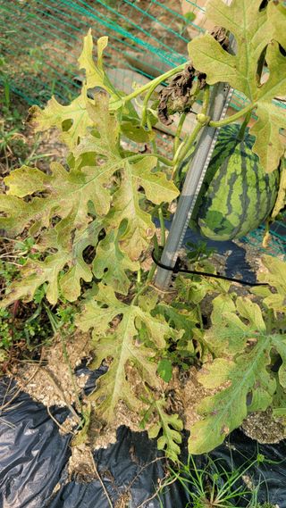 강철구님의 기타작물 · 병해충상담 작성글 사진