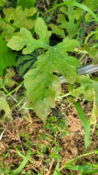 강철구님의 기타작물 · 병해충상담 작성글 사진