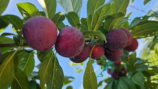 강원송이님의 농사, 무엇이든 물어보세요! · 참여글 작성글 사진