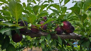 강원송이님의 농사, 무엇이든 물어보세요! · 참여글 작성글 사진