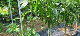 차동근님의 🎉상반기 결산 자랑하기 · 참여글 작성글 사진