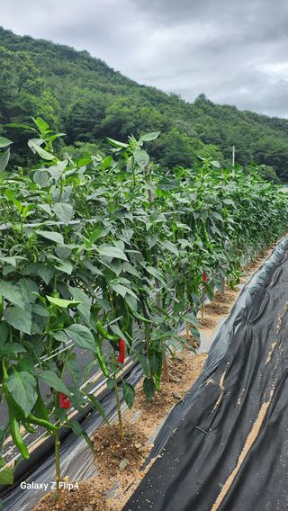 대야산촌놈님의 자유주제 · 자유게시판 작성글 사진