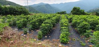 류길복님의 🎉상반기 결산 자랑하기 · 참여글 작성글 사진