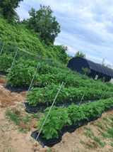 팜모닝 🎉상반기 결산 자랑하기·참여글 게시글 이미지