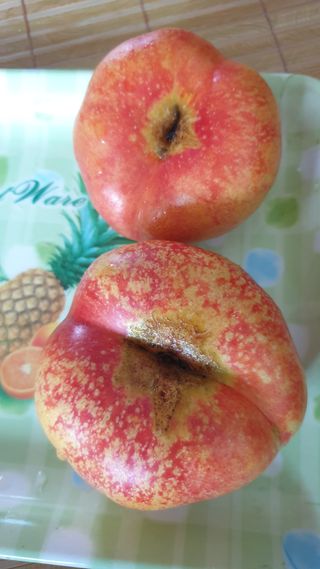 조택준님의 농사, 무엇이든 물어보세요! · 참여글 작성글 사진