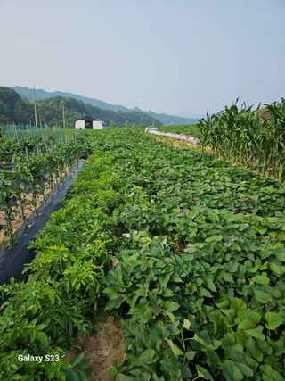 이영자 님의 자유주제 · 자유게시판 작성글 사진