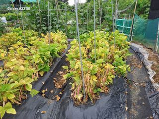 조수호님의 🎉상반기 결산 자랑하기 · 참여글 작성글 사진