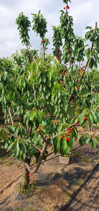 동심님의 🎉상반기 결산 자랑하기 · 참여글 작성글 사진