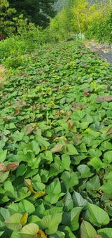 팜모닝 고구마·영농일지 게시글 이미지