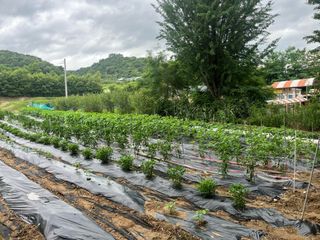 이수용님의 자유주제 · 자유게시판 작성글 사진