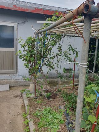 콩19996ㆍ혜자님의 자유주제 · 자유게시판 작성글 사진