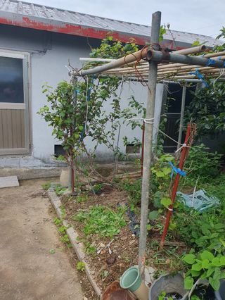 콩19996ㆍ혜자님의 자유주제 · 자유게시판 작성글 사진