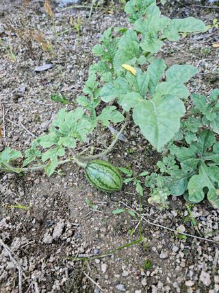 이규용님의 자유주제 · 사진전 작성글 사진