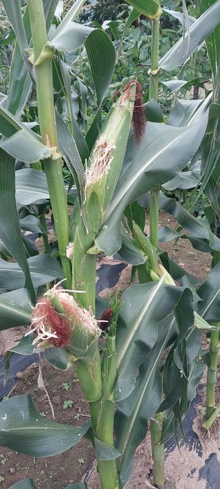 함연숙님의 농사, 무엇이든 물어보세요! · 참여글 작성글 사진