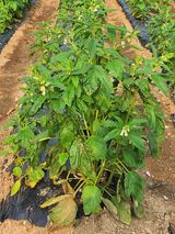 팜모닝 농사, 무엇이든 물어보세요!·참여글 게시글 이미지