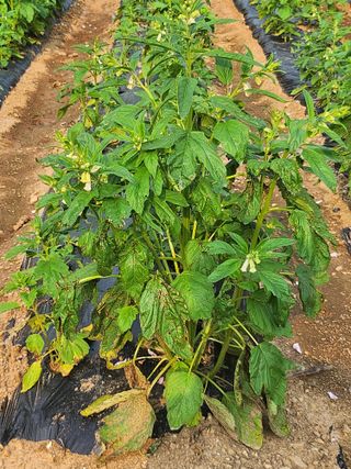 이상열님의 농사, 무엇이든 물어보세요! · 참여글 작성글 사진