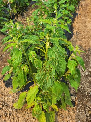 이상열님의 농사, 무엇이든 물어보세요! · 참여글 작성글 사진