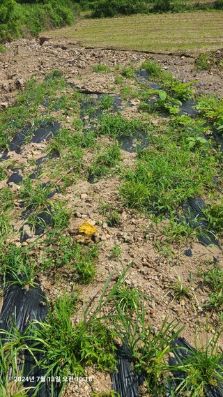 최종호님의 농사, 무엇이든 물어보세요! · 참여글 작성글 사진