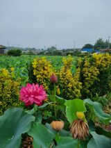 팜모닝 🎉상반기 결산 자랑하기·참여글 게시글 이미지