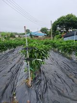 이규현님의 🎉상반기 결산 자랑하기·참여글 작성글 사진