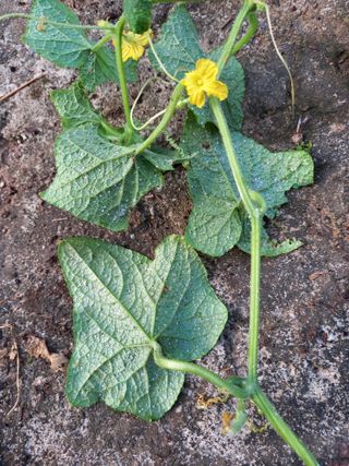 ckc2280님의 오이 · 영농일지 작성글 사진