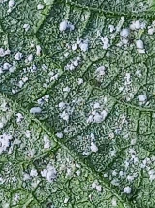 ckc2280님의 오이 · 영농일지 작성글 사진