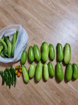 팜모닝 🎉상반기 결산 자랑하기·참여글 게시글 이미지