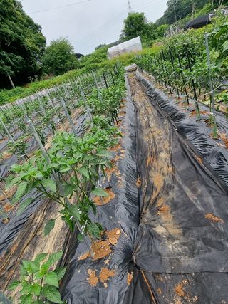 배기재님의 🎉상반기 결산 자랑하기 · 참여글 작성글 사진