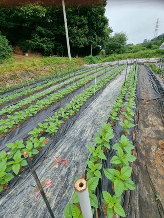 배기재님의 🎉상반기 결산 자랑하기 · 참여글 작성글 사진