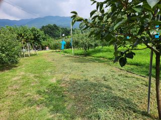 키다리님의 사과 · 영농일지 작성글 사진