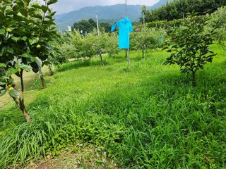 키다리님의 사과 · 영농일지 작성글 사진