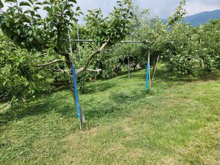 키다리님의 사과 · 영농일지 작성글 사진