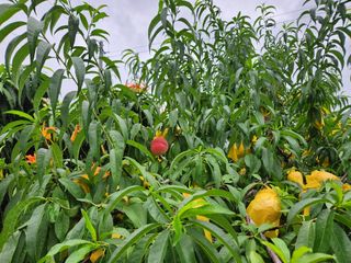 키다리님의 사과 · 영농일지 작성글 사진