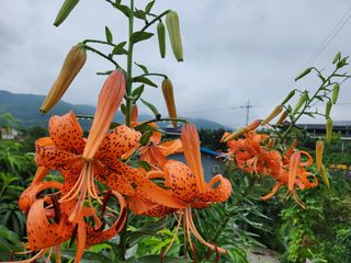 키다리님의 사과 · 영농일지 작성글 사진