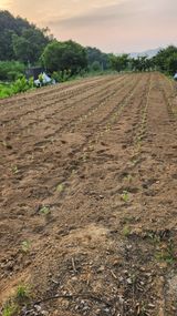 팜모닝 들깨·영농일지 게시글 이미지