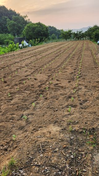 민완식님의 들깨 · 영농일지 작성글 사진