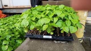 민완식님의 들깨 · 영농일지 작성글 사진