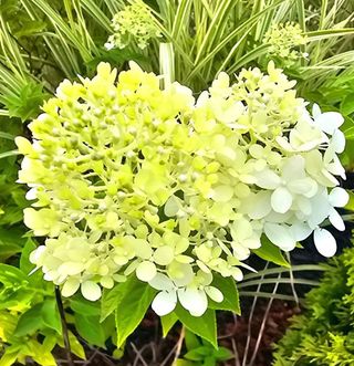 이미옥님의 🎉상반기 결산 자랑하기 · 참여글 작성글 사진