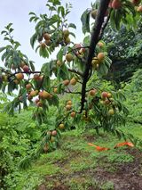 팜모닝 🎉상반기 결산 자랑하기·참여글 게시글 이미지
